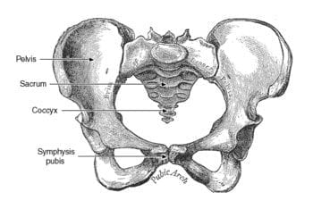pelvis anatomy