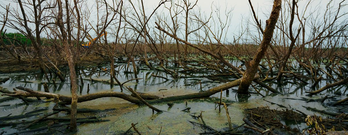 A flooded and burned landscape